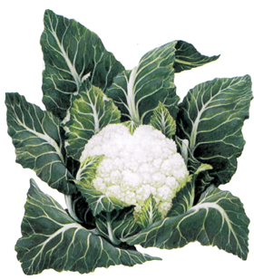 ������� ������� � ��������