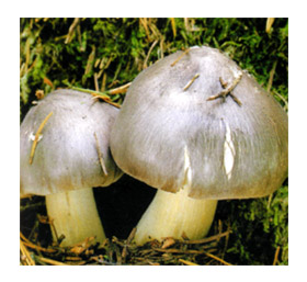 ������� �����