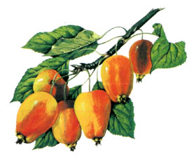 ������ �������