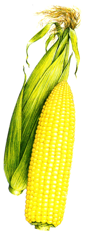 �������� ��������