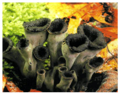 ������� �����