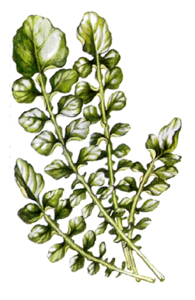 �������� ��������