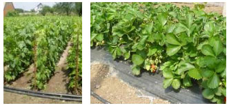 ���������� ����������� ���������