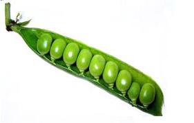 ������� �������